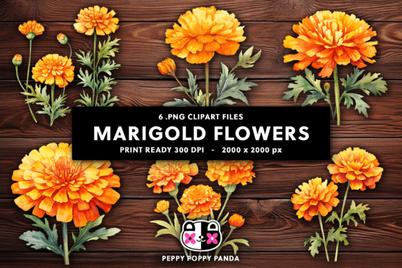 Marigold Flowers Clipart: Vibrant Botanical Assets for Modern Design